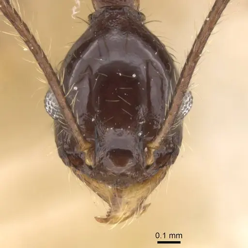 Pheidole punctithorax specimen