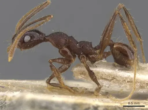 Pheidole punctithorax specimen