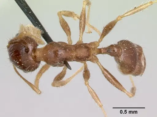 Pheidole punctulata specimen