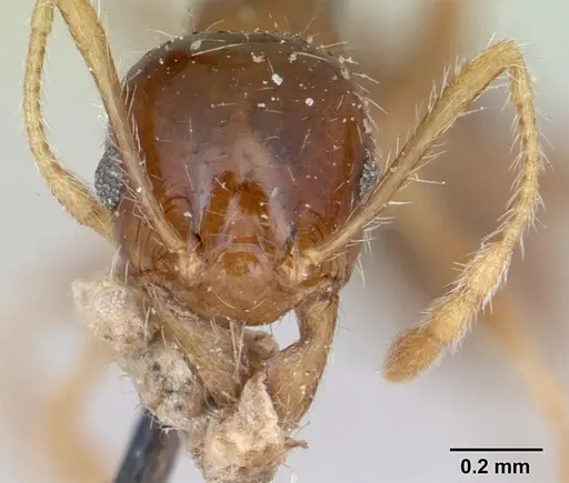 Pheidole punctulata specimen