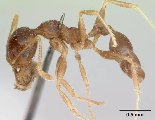 Pheidole punctulata specimen