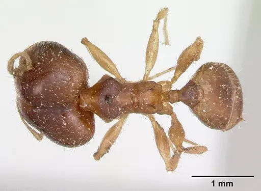 Pheidole punctulata - CASENT0173311