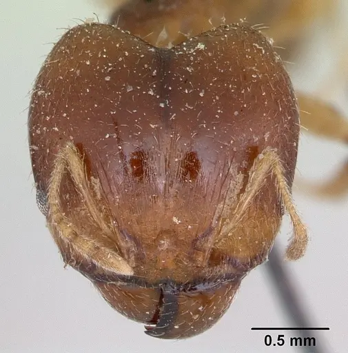 Pheidole punctulata - CASENT0173311
