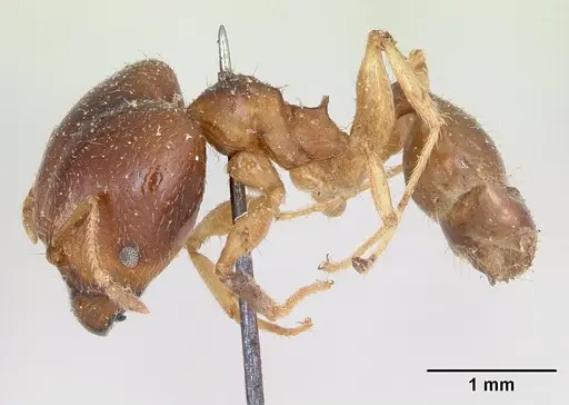 Pheidole punctulata - CASENT0173311