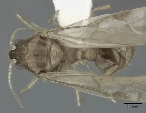 Pheidole punctulata - CASENT0246113