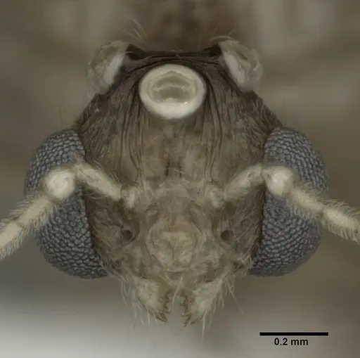 Pheidole punctulata - CASENT0246113