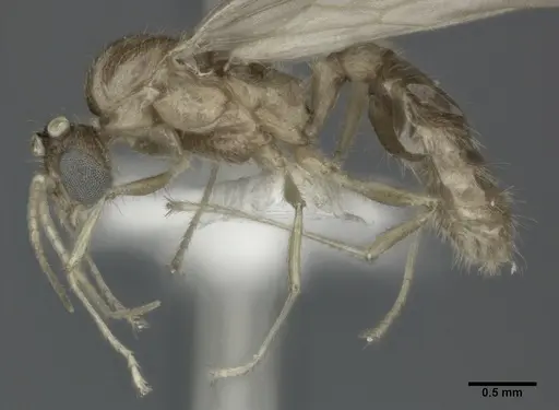 Pheidole punctulata - CASENT0246113