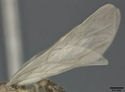 Pheidole punctulata - CASENT0246113