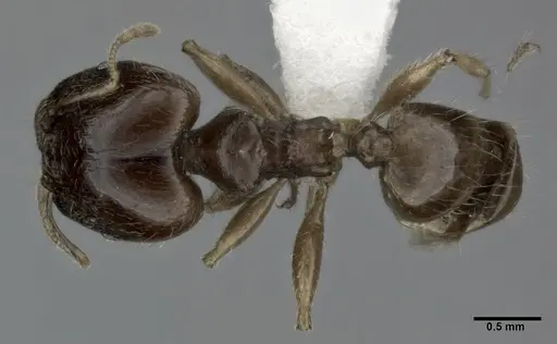 Pheidole punctulata - CASENT0246114