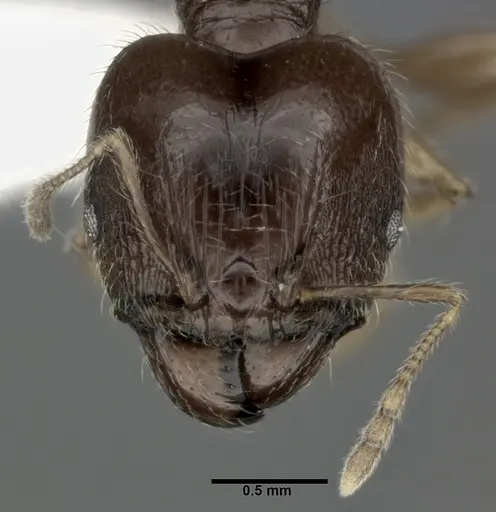 Pheidole punctulata - CASENT0246114