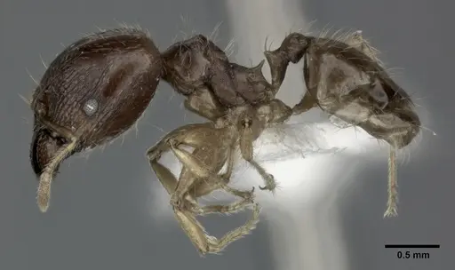 Pheidole punctulata - CASENT0246114