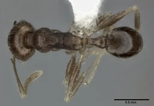 Pheidole punctulata - CASENT0246115