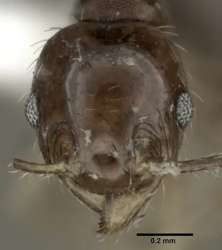 Pheidole punctulata - CASENT0246115