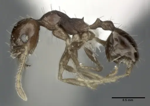 Pheidole punctulata - CASENT0246115