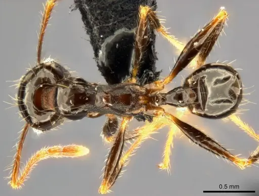 Pheidole punctulata - CASENT0282680