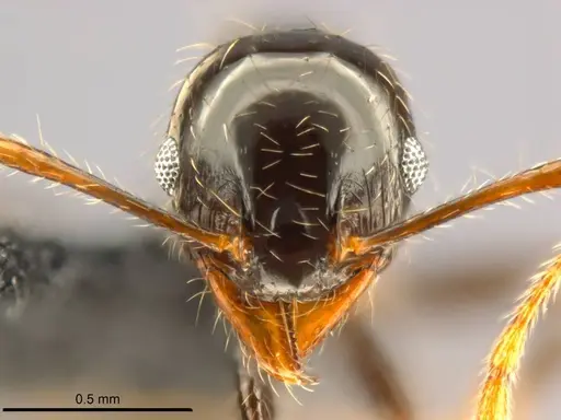 Pheidole punctulata - CASENT0282680