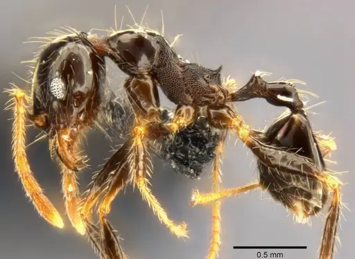 Pheidole punctulata - CASENT0282680