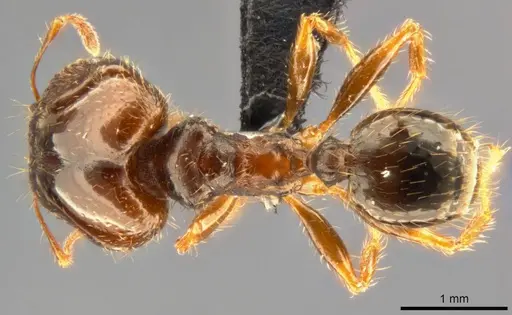 Pheidole punctulata - CASENT0283067