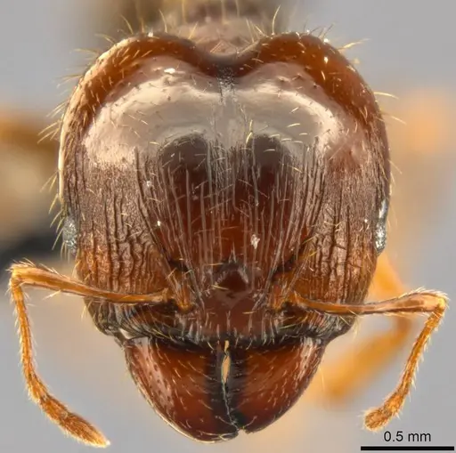 Pheidole punctulata - CASENT0283067