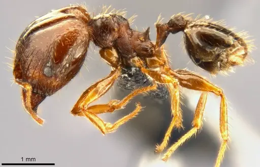 Pheidole punctulata - CASENT0283067