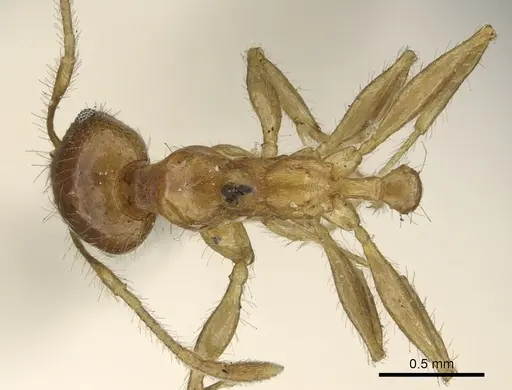 Pheidole punctulata - CASENT0901315