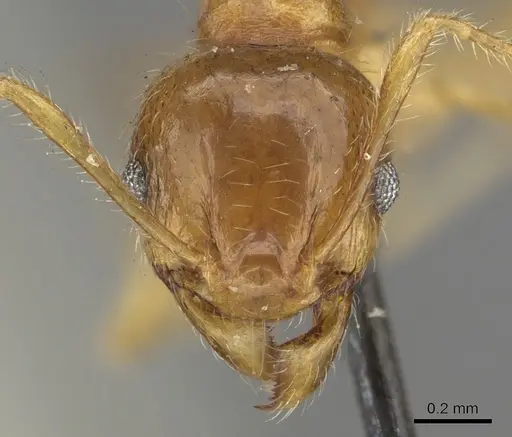 Pheidole punctulata - CASENT0901315