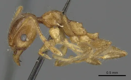 Pheidole punctulata - CASENT0901315