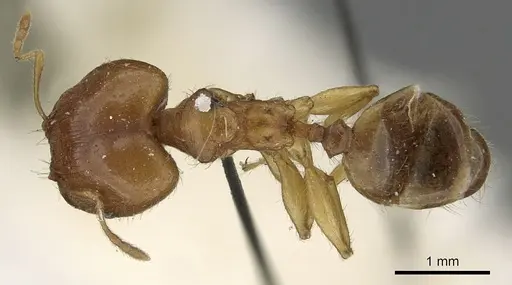 Pheidole punctulata - CASENT0901316