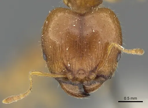 Pheidole punctulata - CASENT0901316