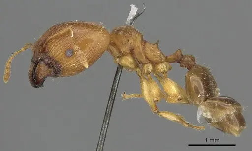 Pheidole punctulata - CASENT0901316