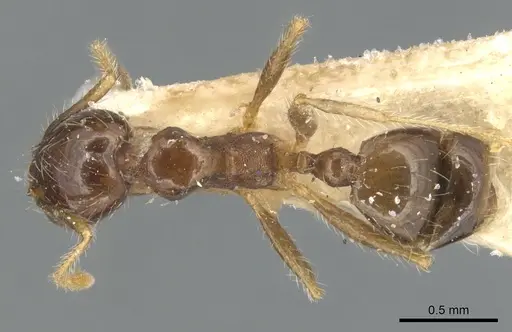 Pheidole punctulata - CASENT0904196