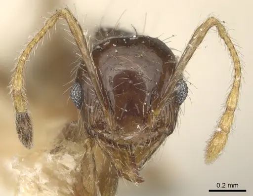 Pheidole punctulata - CASENT0904196