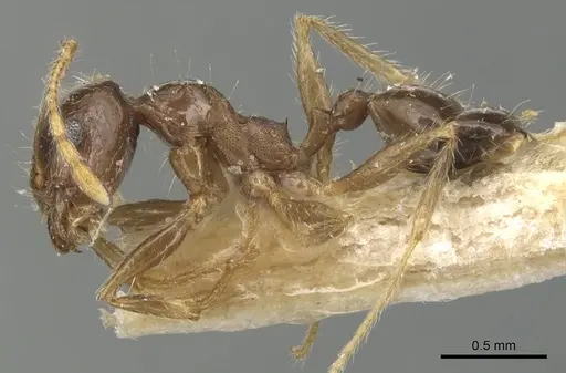 Pheidole punctulata - CASENT0904196