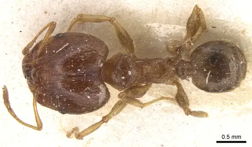 Pheidole punctulata - CASENT0906515