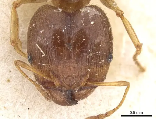 Pheidole punctulata - CASENT0906515