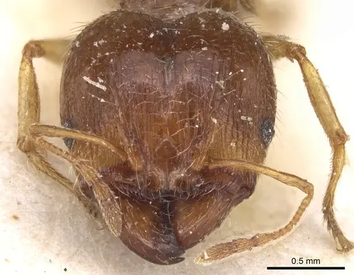 Pheidole punctulata - CASENT0906515