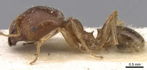 Pheidole punctulata - CASENT0906515