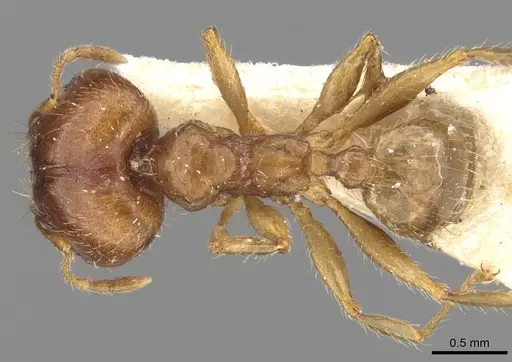 Pheidole punctulata - CASENT0906520
