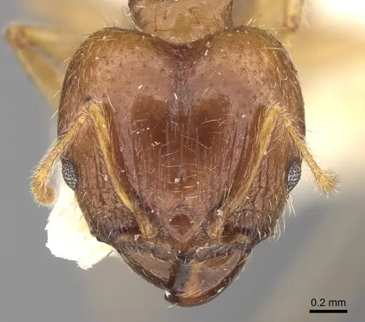 Pheidole punctulata - CASENT0906520