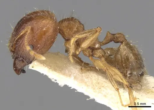 Pheidole punctulata - CASENT0906520