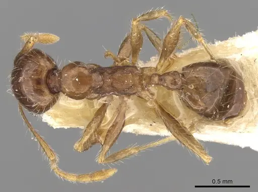Pheidole punctulata - CASENT0906521