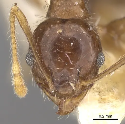 Pheidole punctulata - CASENT0906521