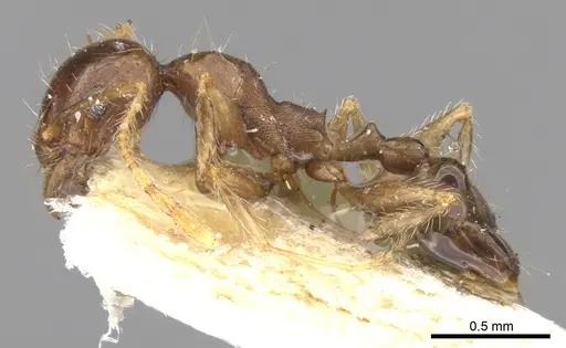 Pheidole punctulata - CASENT0906521