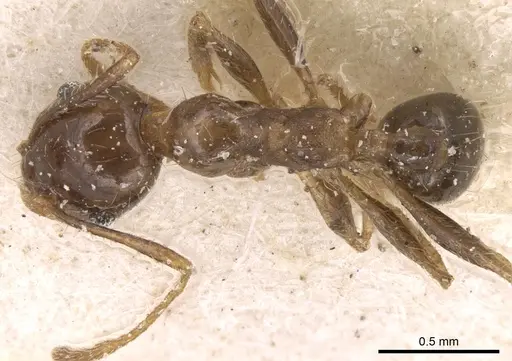 Pheidole punctulata - CASENT0906534