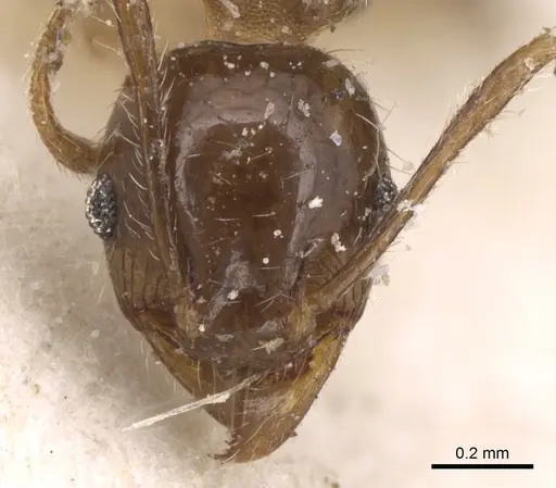 Pheidole punctulata - CASENT0906534