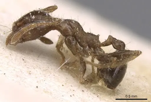 Pheidole punctulata - CASENT0906534