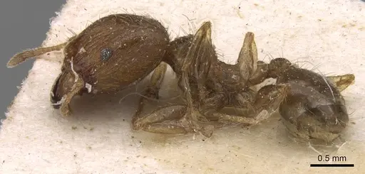 Pheidole punctulata - CASENT0906536