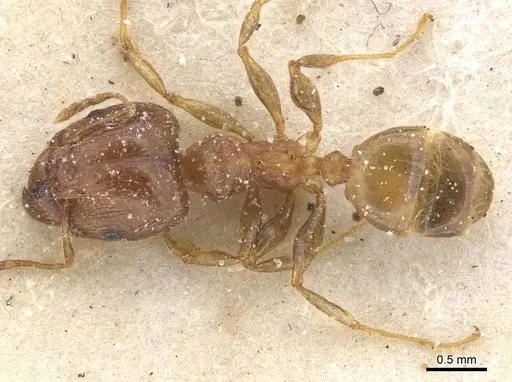 Pheidole punctulata - CASENT0913406