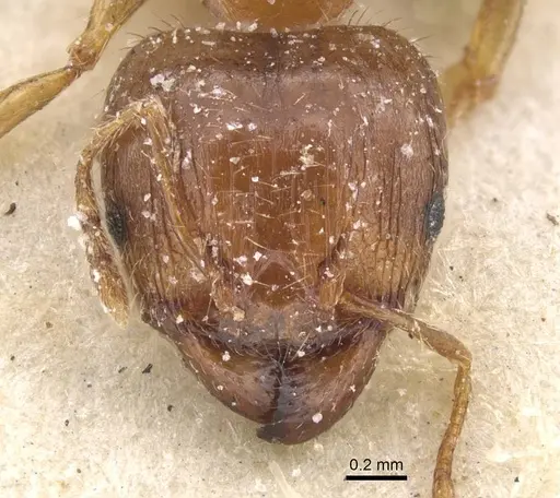 Pheidole punctulata - CASENT0913406