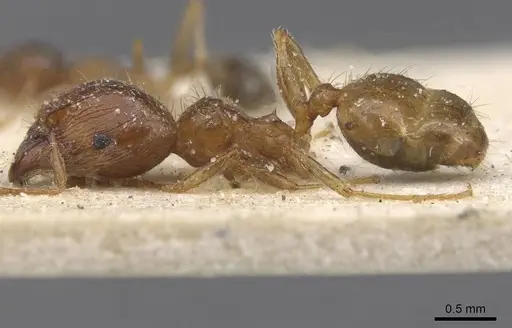 Pheidole punctulata - CASENT0913406